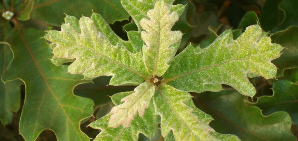 Oak Leaf close-up