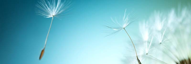 Dandelion seeds against a blue sky