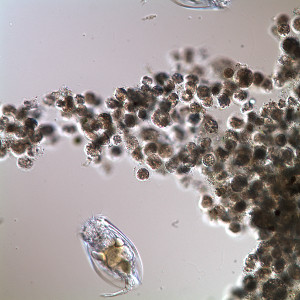 Euglena cysts