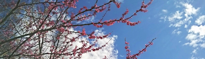 Pink Redbud branches in bloom against a blue sky