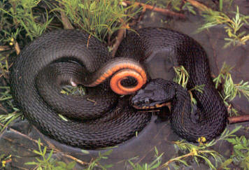 Copperbelly Water Snake (black on top, orange on the bottom)