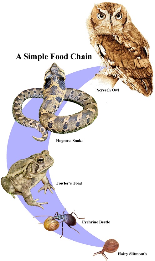 Food chain diagram