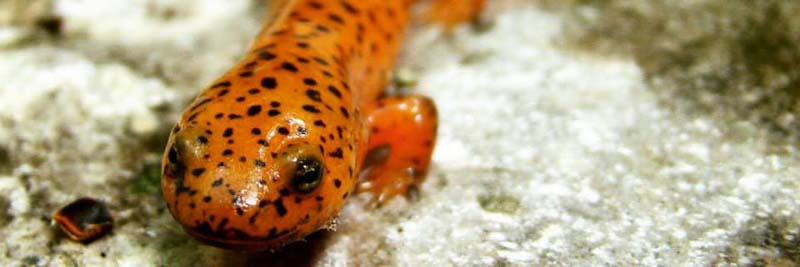 Floracliff salamander