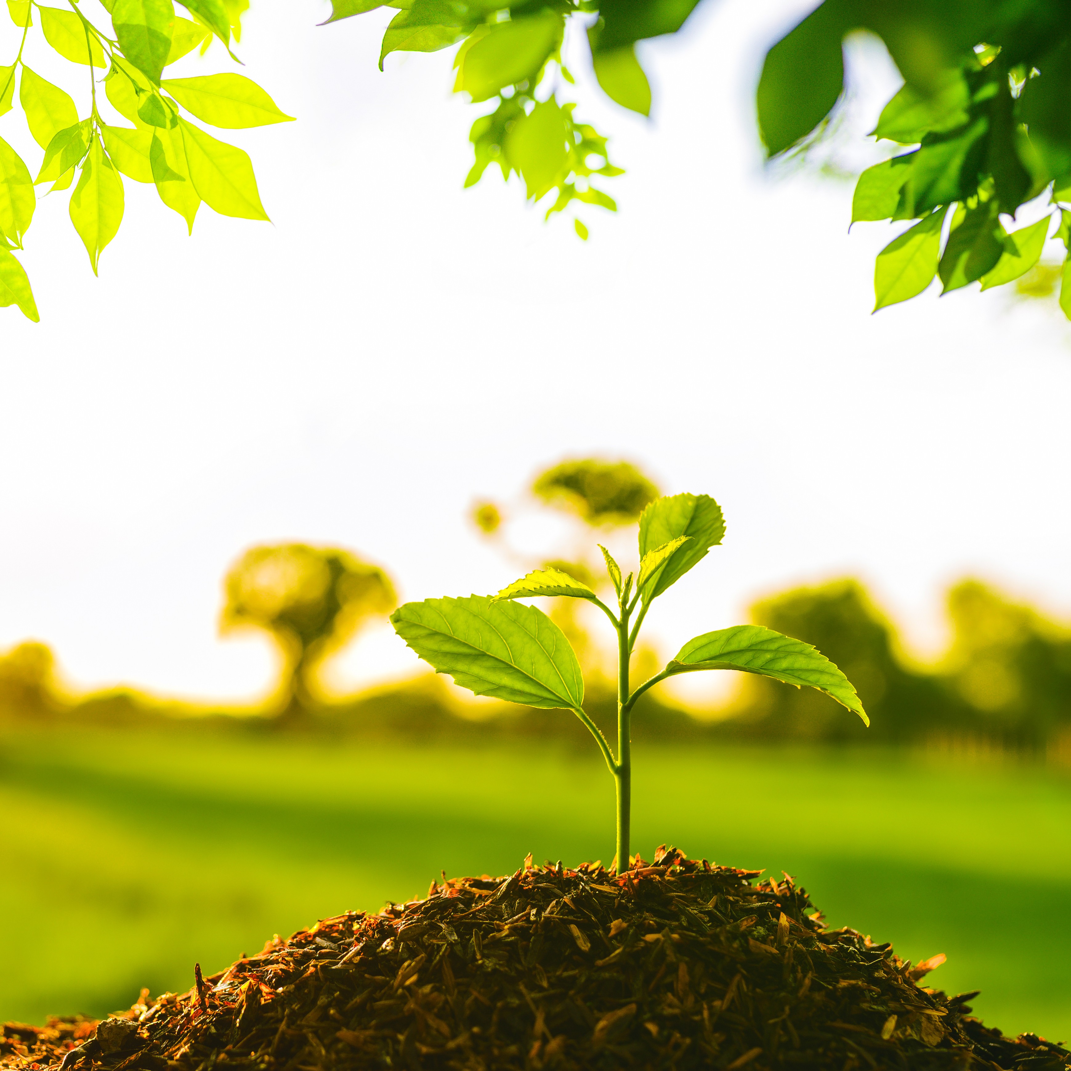A seedling just begininning to grow in the sunlight