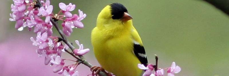 Goldfinch on redbud tree