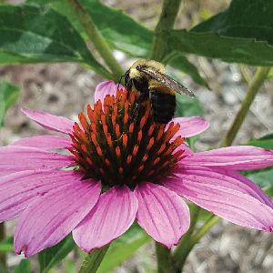 Picture of a flower with a bee