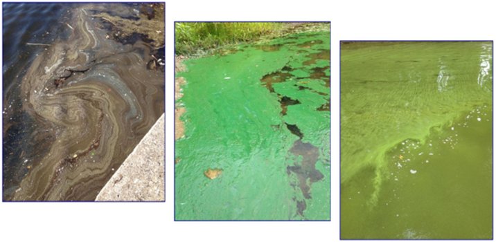 3 separate photos of HABS: a brown algal bloom on the left, a blue green algal bloom in the center, and a green algal bloom on the right