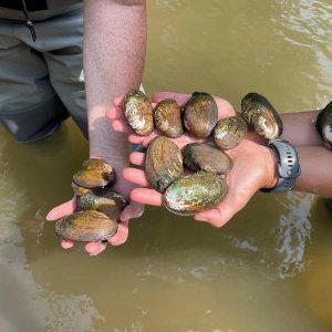 Photo of hands holding mussels