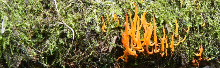 orange fungus on a log
