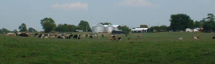 Boyle County Cattle on farm
