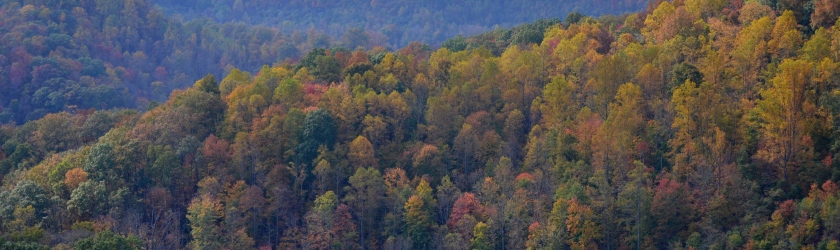 Fall colors on Kentucky Ridge