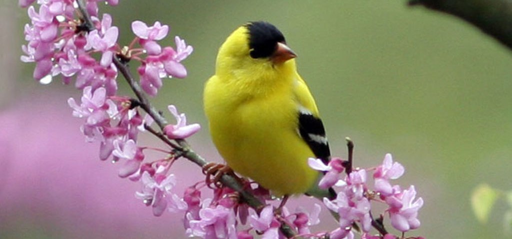 Gold Finch on a Blooming Redbud tree against a blue sky