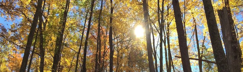 Sunlight through hardwood trees