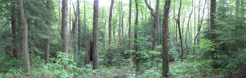 Blanton Forest