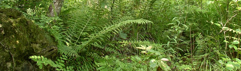Image of ferns and lush vegetation