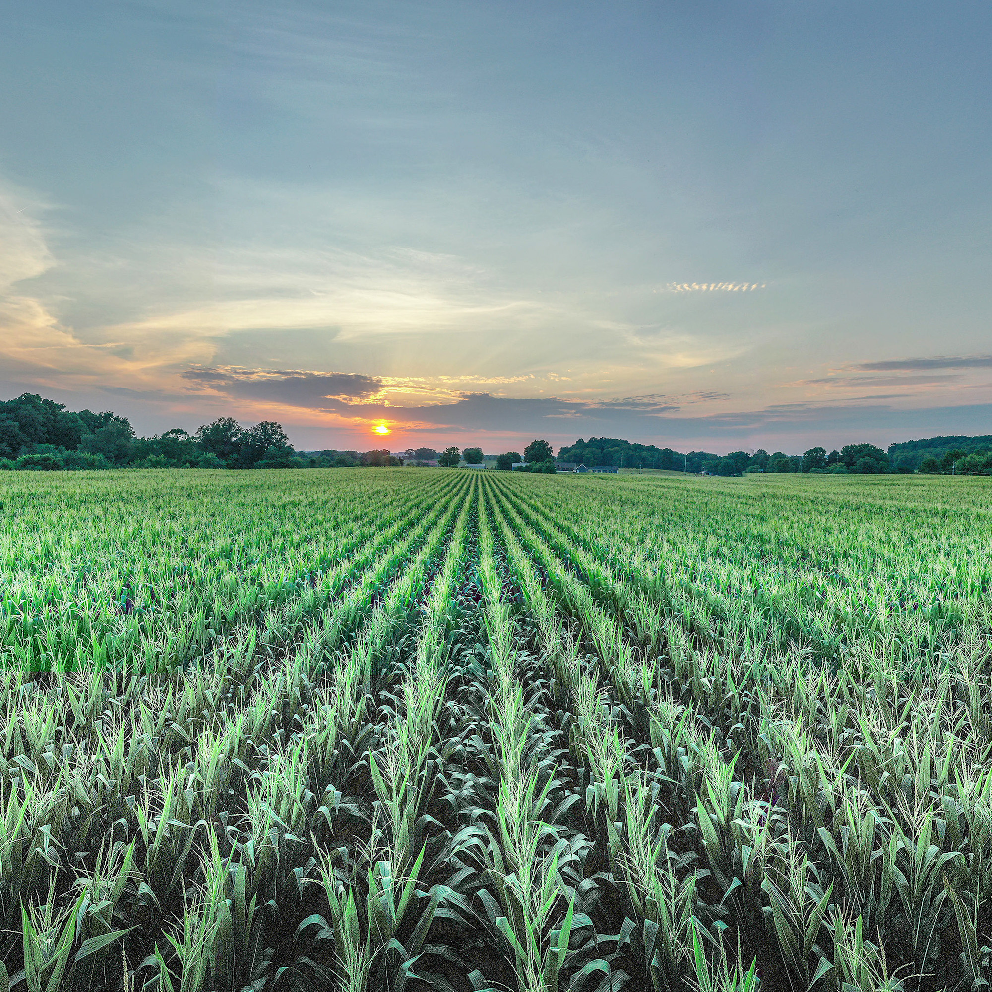 Corn field