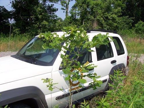 Four-year old Swamp chestnut oak planted at Green River State Forest