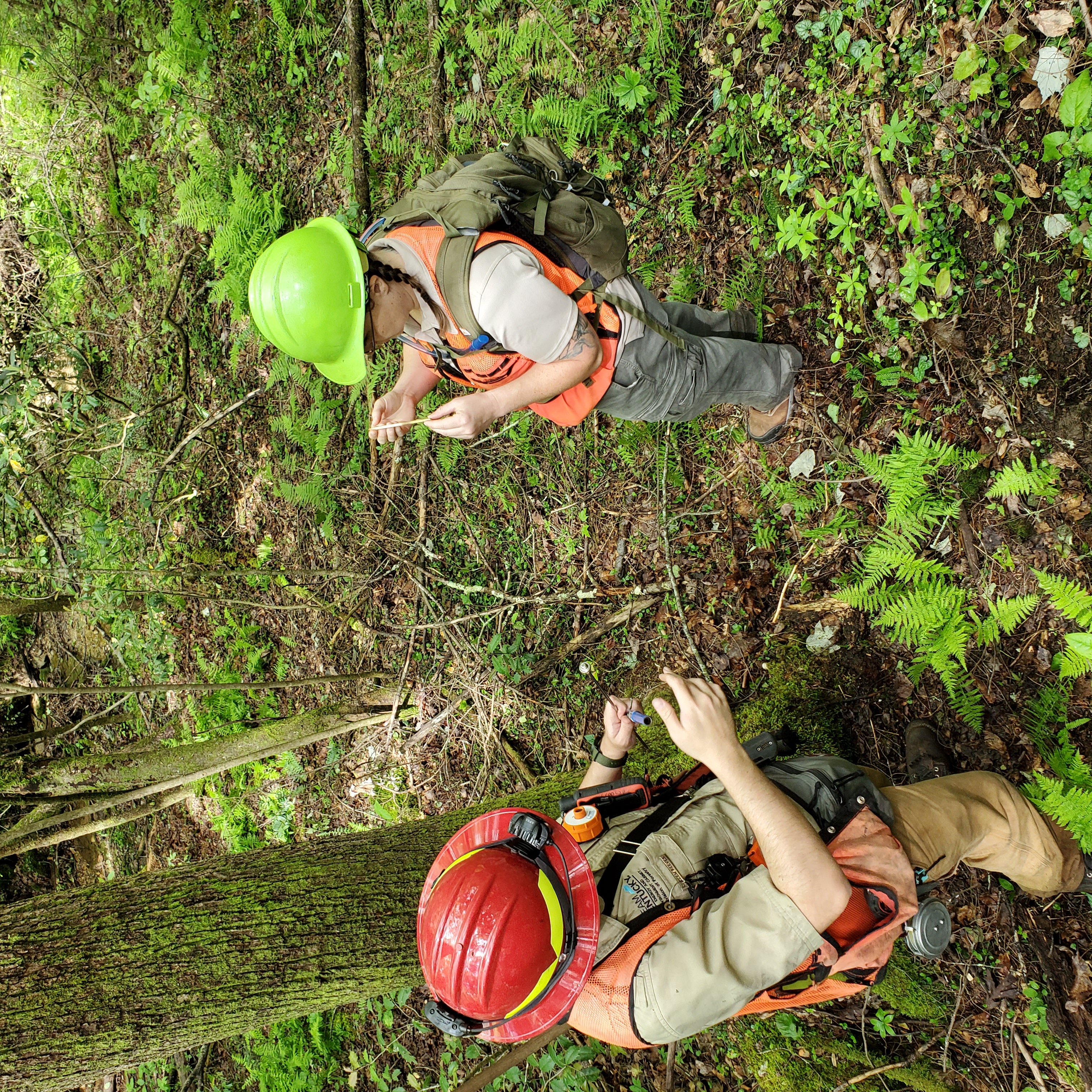 FIA Crew counting tree rings