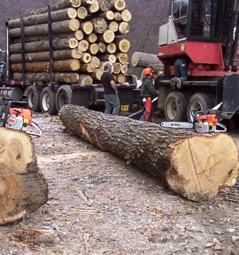 Big logs on truck