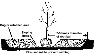Correct planting diagram