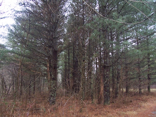 Pine stand at Marrowbone State Foest and Wildlife Management Area