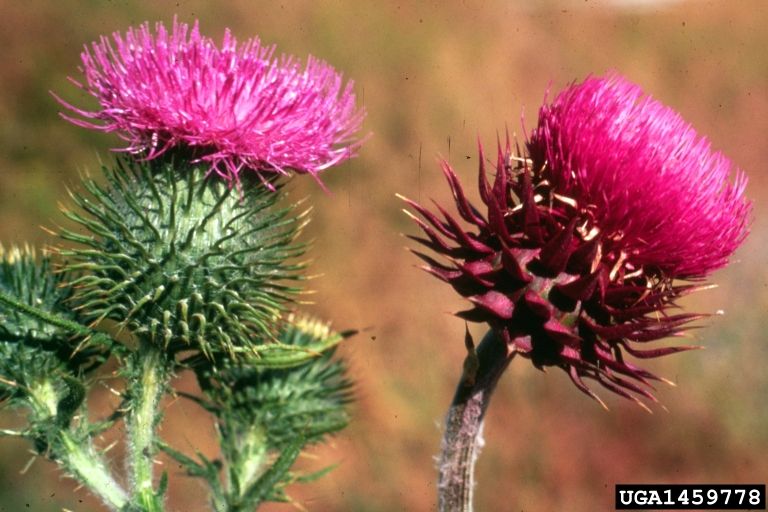 musk thistle 