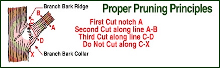 Proper Pruning Principles graphic