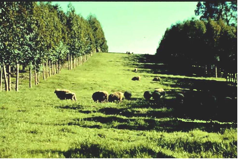 cattle grazing between tree rows