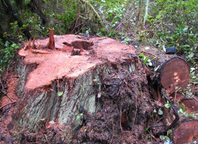 This is a photo of a stump of a tree that was stolen.
