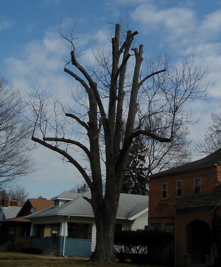 Topped tree