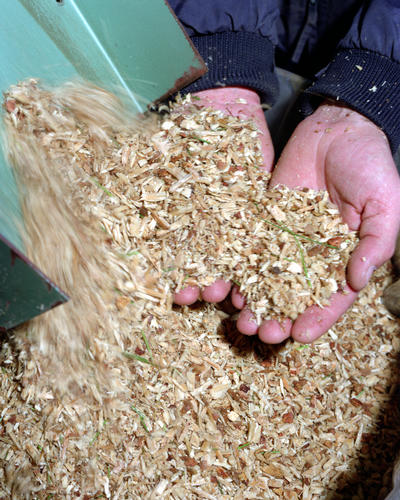 Image of hands collecting wood chips pouring out of a chute