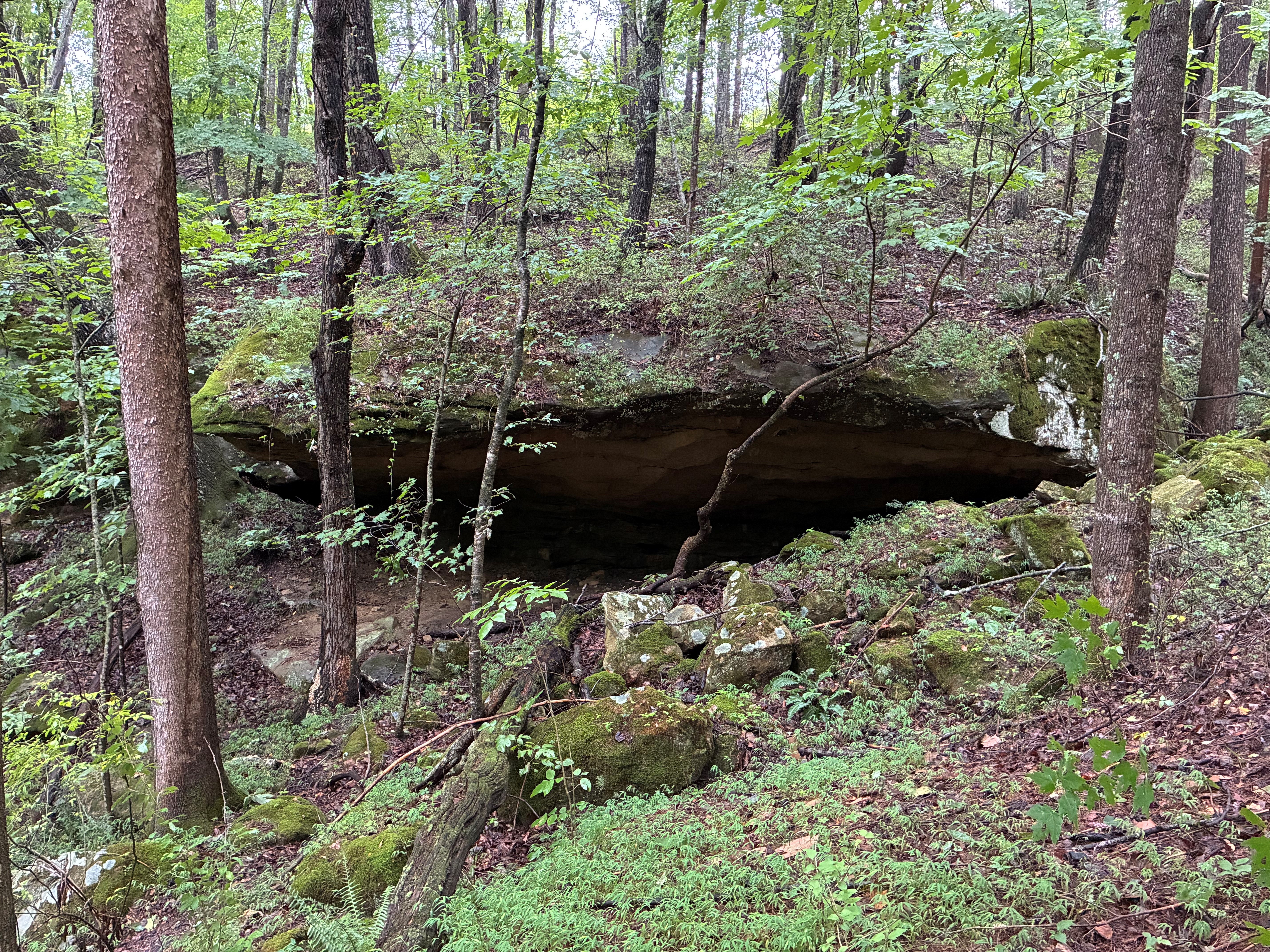Rock outcrop on Wolf Creek State Forest