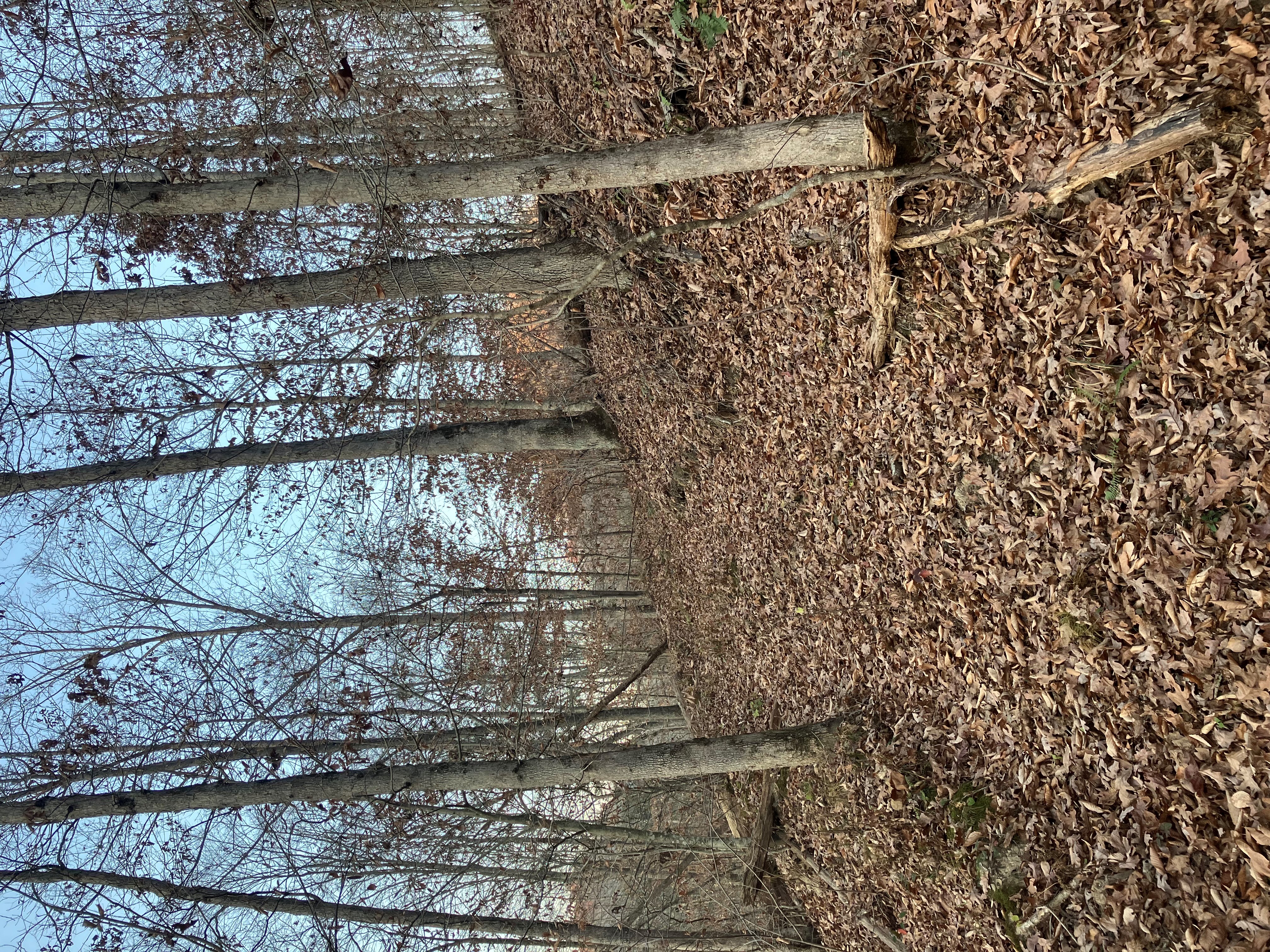 Old logging trail leading to ridgetop