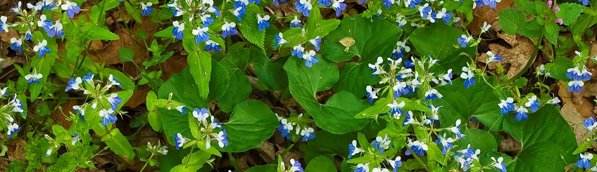 Blue-eyed Mary's and wild ginger carpet the forest floor at Audubon State Park.
