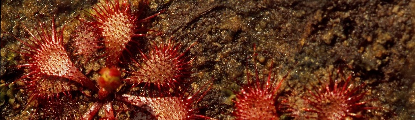 Hazeldell Meadow is the only known location where dwarf sundew grows.