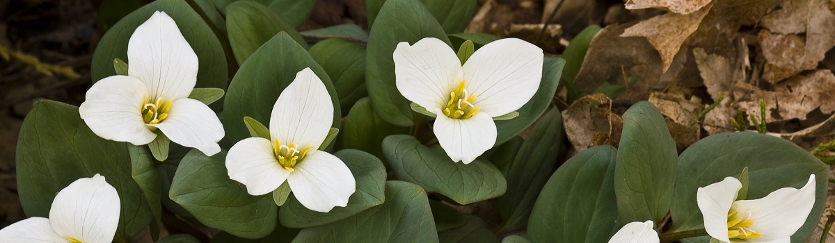 Snow trillium only occur in several places in central Kentucky in forested gorges along the palisades and the largest population