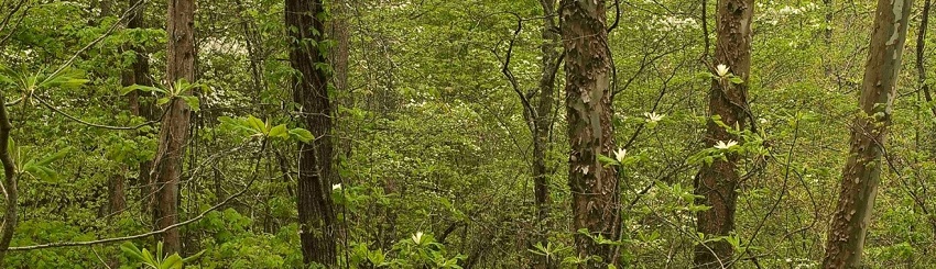 Umbrella magnolia, flowering dogwood and sycamore trees near the bottom of the Kentucky Ridge State Forest and Wildlife Manageme
