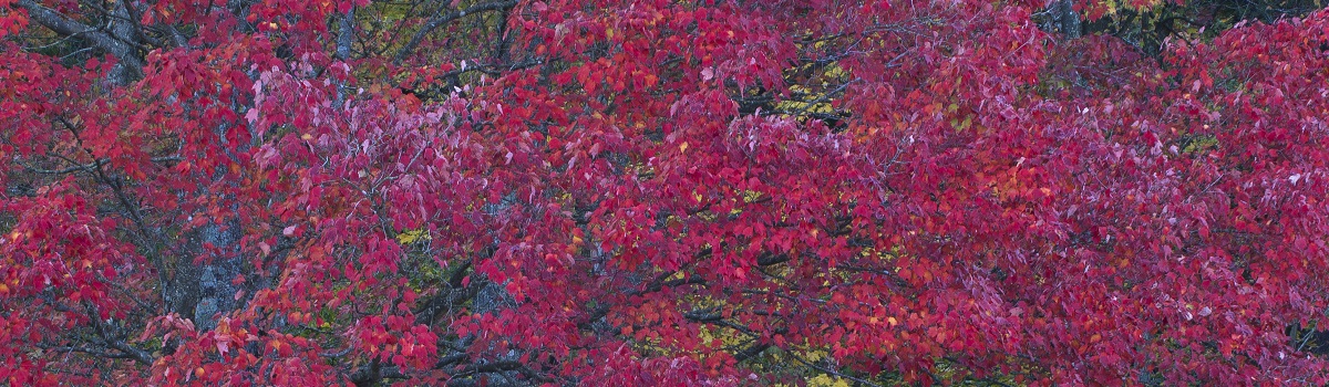 Red maples in full color at the edge on a lower slope at Knobs State Forest.