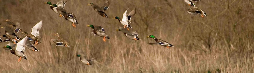 Mallard ducks taking flight from shallow water at the edge of Letourneau Woods section of Obion Creek Wildlife Management Area.