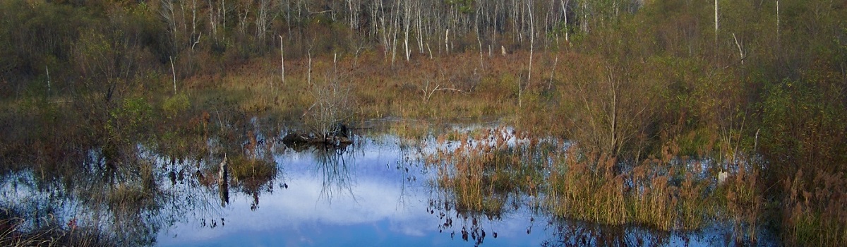 Roadside wetland in the fall, photo by Zeb Weese.