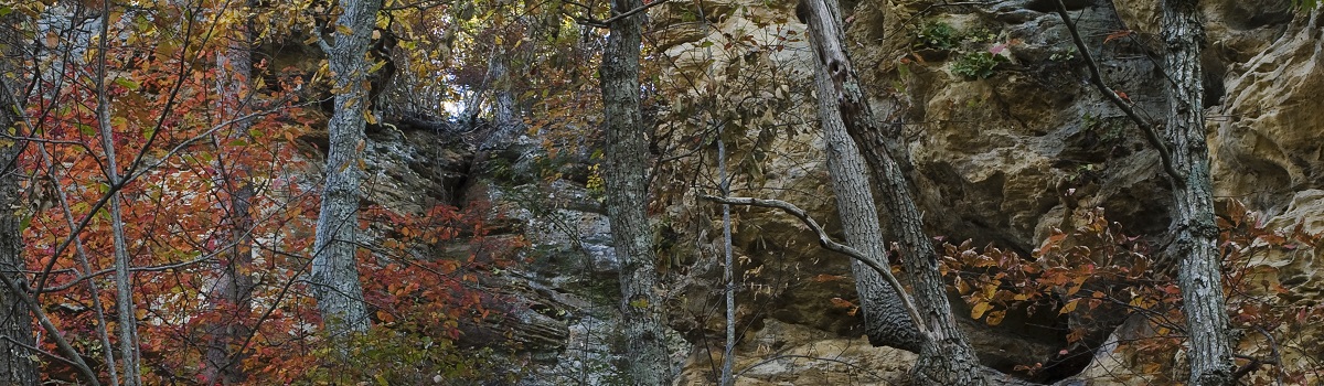 Copeland's Bluff at the Pennyrile State Forest.