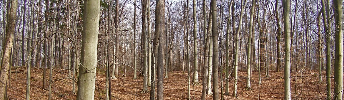 Trail through the beech forest at the St. Anne’s Woods and Wetlands Conservation Area in winter.