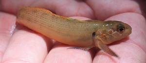 Buck darter in hand