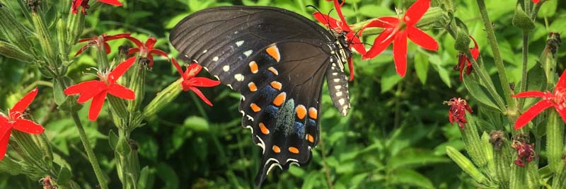 Bonnieville Prairie butterfly on Silene Regia