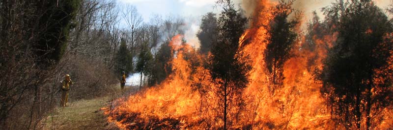Fire burning in a field adjacent to forested area