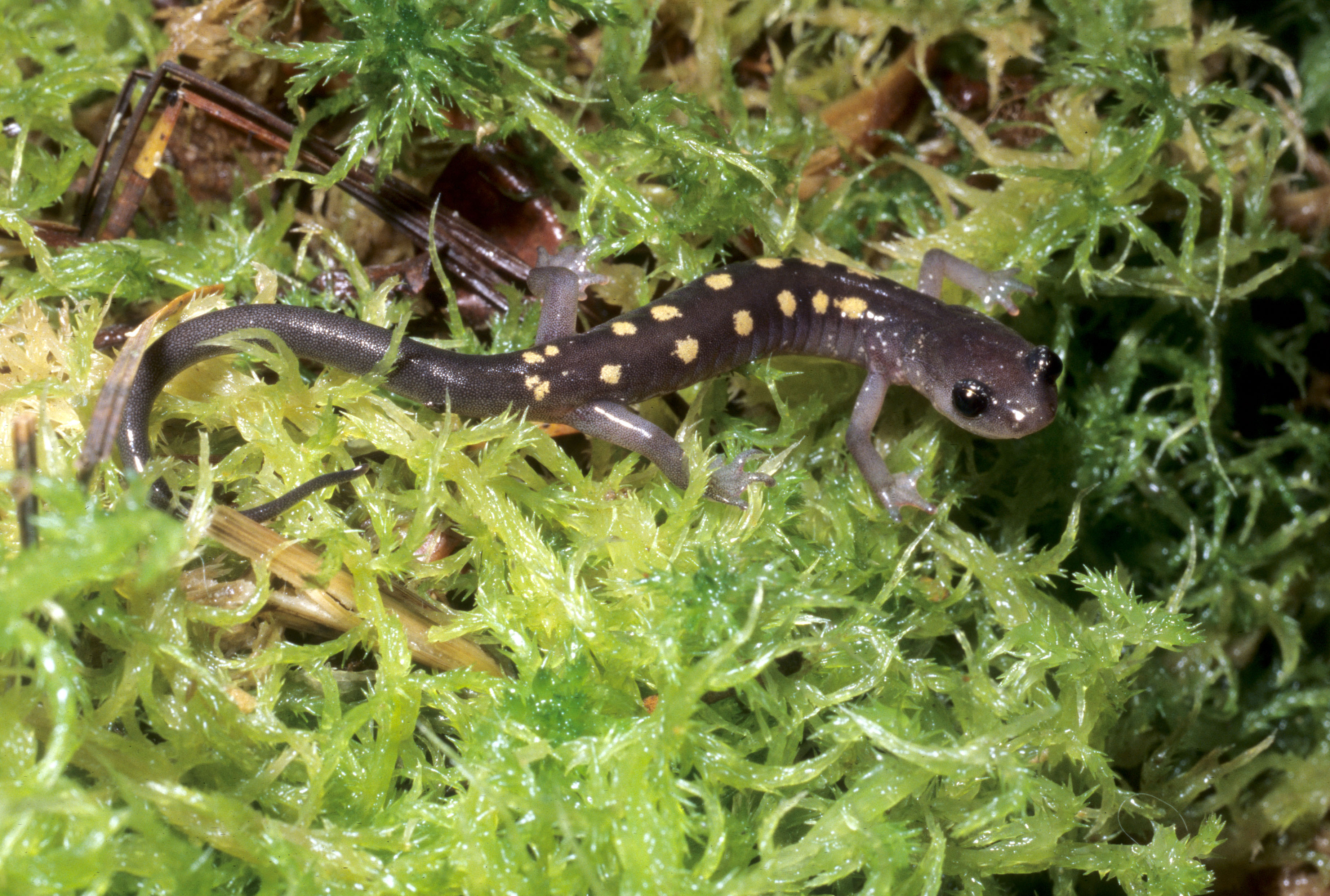 Grayish purple salamandar with yellow spots on its back, sitting on a bed of light green moss