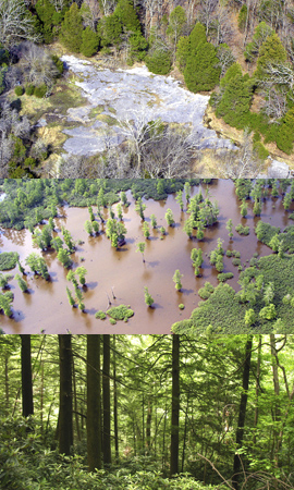 Photo montage of river, wetland, and forest