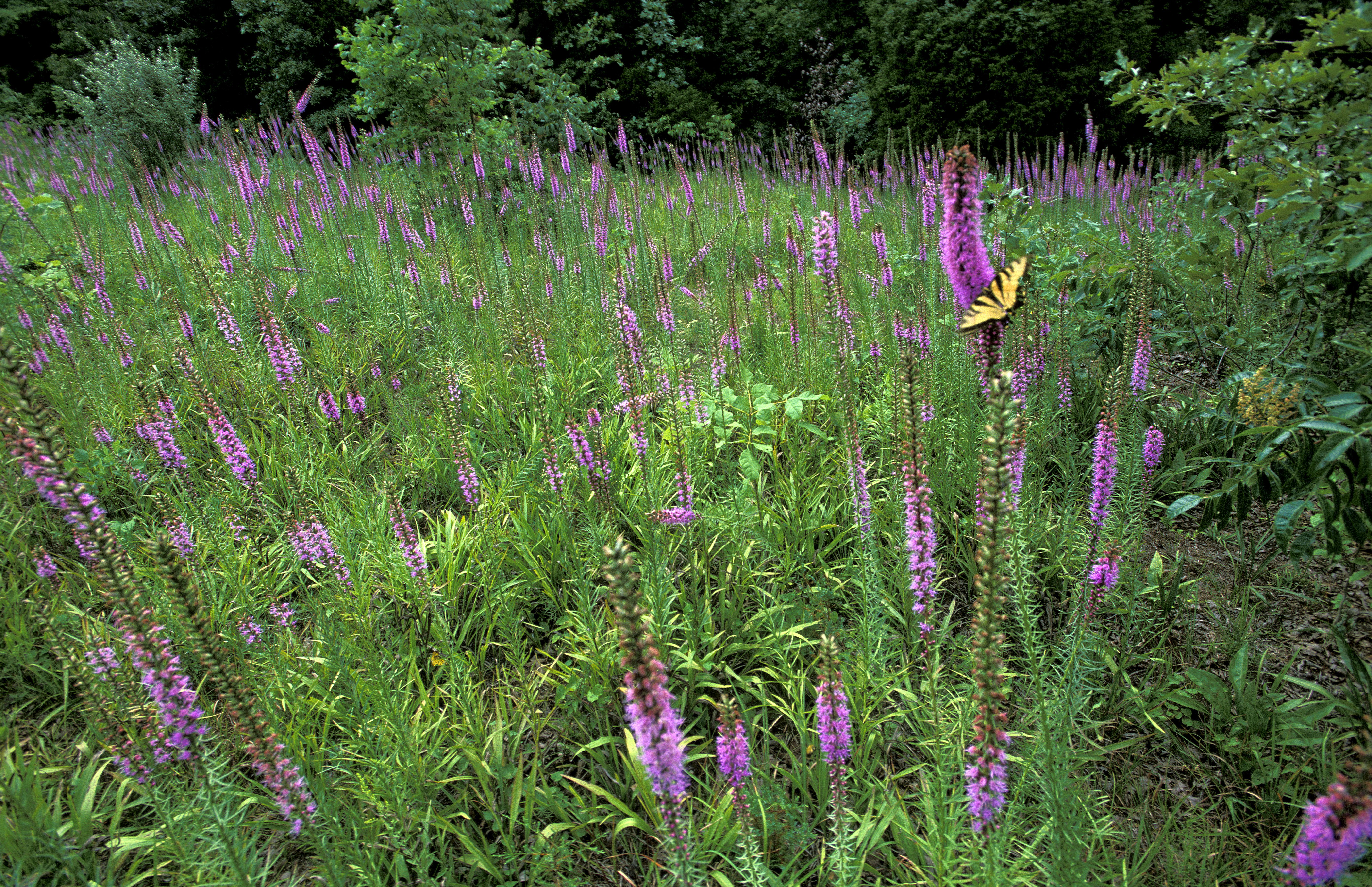 field of flowers