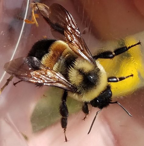 Black and yellow striped fuzzy bee with transparent dark wings