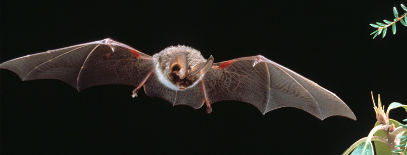 Small brown furry bat flying through dark scene
